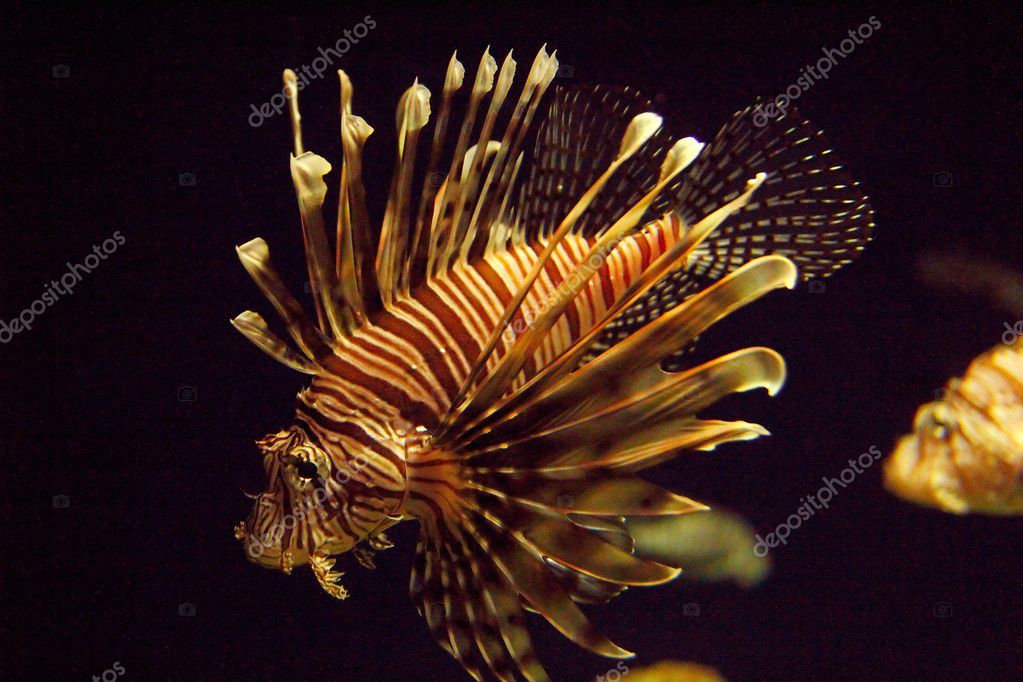 Lionfish Description