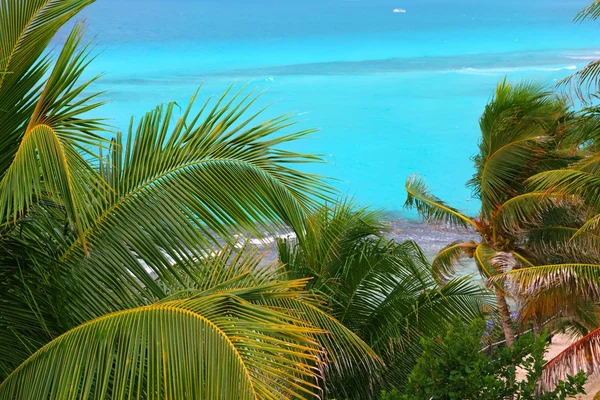 Caribbean turquoise sea coconut palm trees