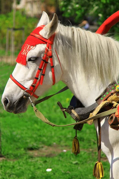 Russian horse