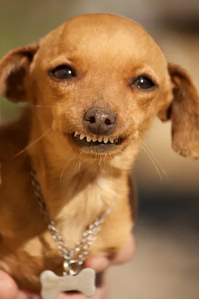 dog with smile