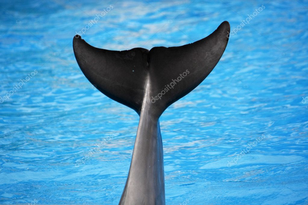 Dolphin tail — Stock Photo © membio #5214783