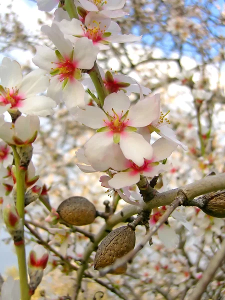 Blossom of almond tree