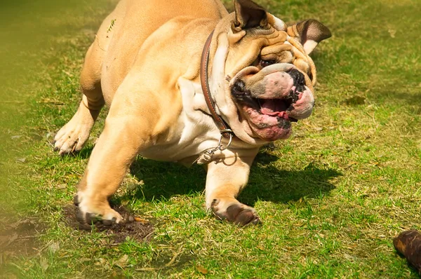 Active cute English Bulldog running in spring grass