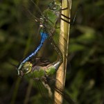 Dragonflies+mating+season