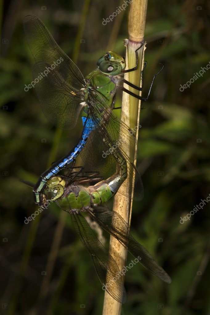 Dragonflies+mating