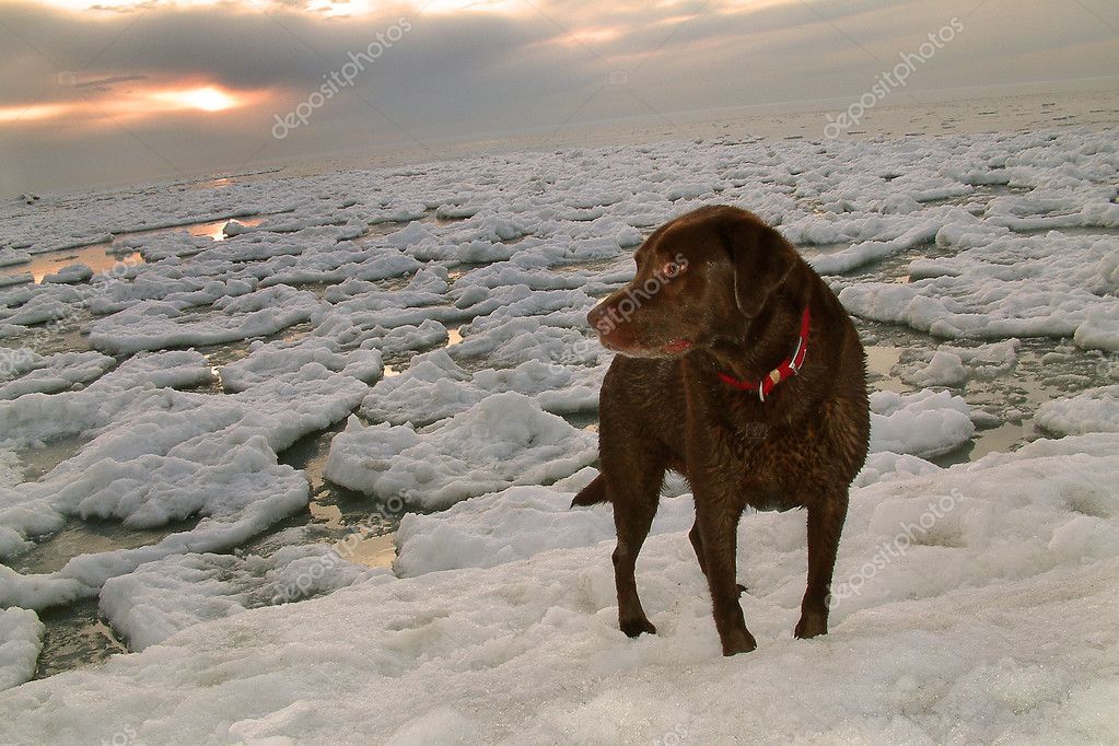 Chocolate Labrador Retriever auf Winter See ice flow — Stockfoto