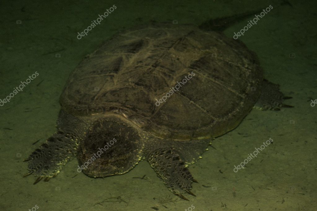 Giant Snapping Turtle