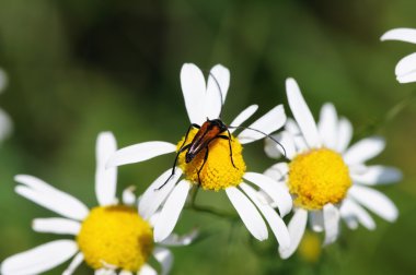 Papatya beetle