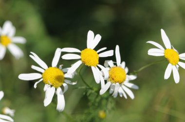 papatya çayı