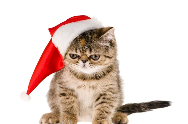 小猫圣诞老人 — 图库照片