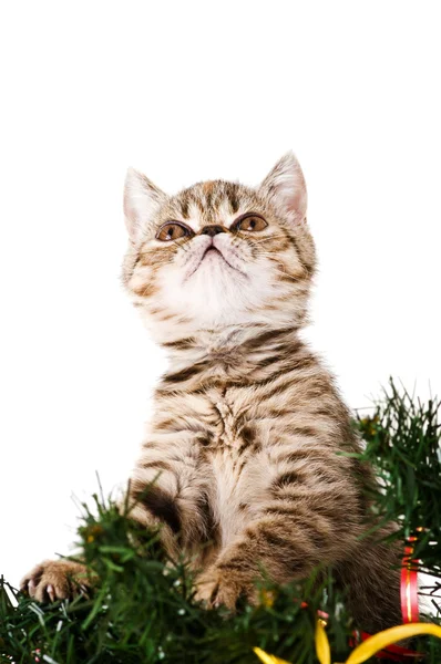 分公司在圣诞树上的带区卷蓬松小猫 — 图库照片