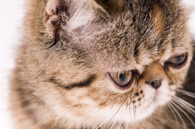 çizgili tüylü kedi closeup çekim