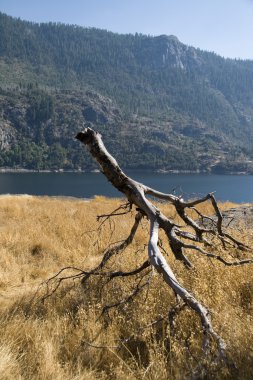 Dry tree fragment on the arid season clipart