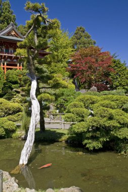 Japon bahçe gölet, altın balık ve pagoda arkasında.