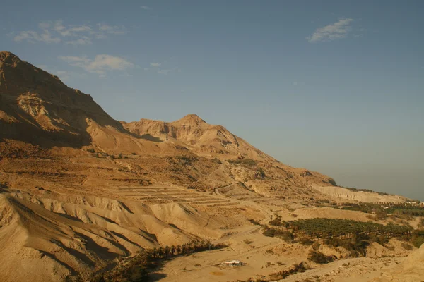 Φυτεία της οι φοίνικες ημερομηνίας στην όαση στη μέση της ερήμου ne yehuda — Φωτογραφία Αρχείου