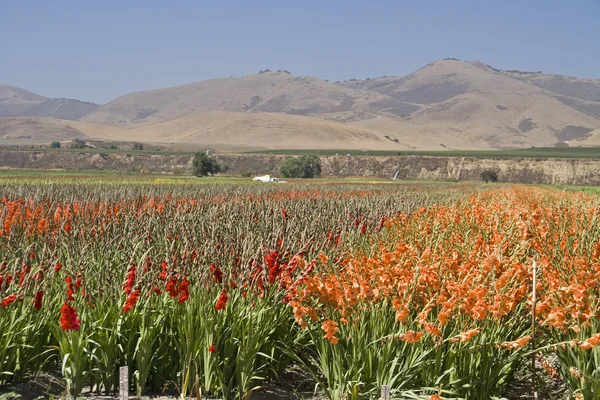 stock image Gladiolus being grown for commercial market.Ca,USA