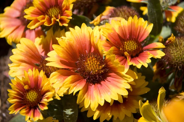 Blommor daisy familj — Stockfoto