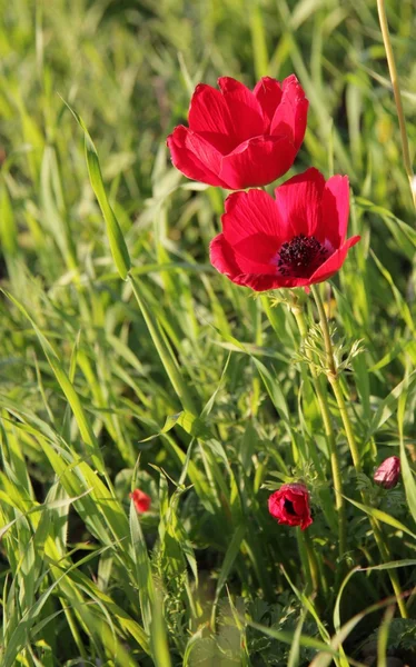 Red poppies growing in a spring field — Stock Photo, Image