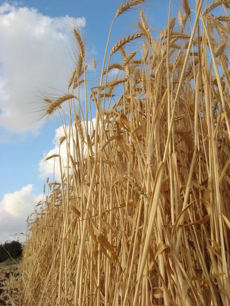 Altın alan buğday hasat için hazır — Stok fotoğraf