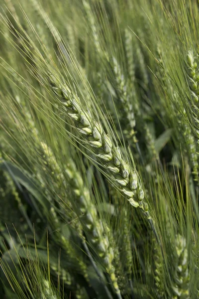 Buğday arka plan yeşil alan — Stok fotoğraf
