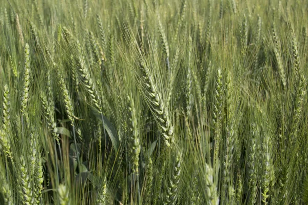 Olgunlaşmamış yeşil buğday alan arka plan — Stok fotoğraf