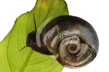 Great ramshorn, isolated clipart