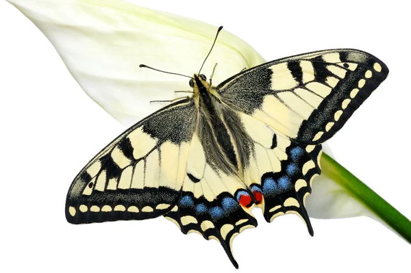 Swallowtail燕尾 — 图库照片