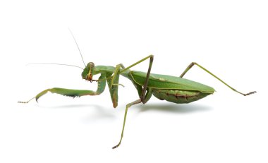 Praying mantis clipart