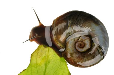 büyük ramshorn, izole