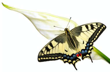 Swallowtail clipart