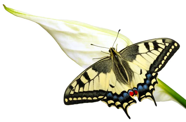 Swallowtail燕尾 — 图库照片