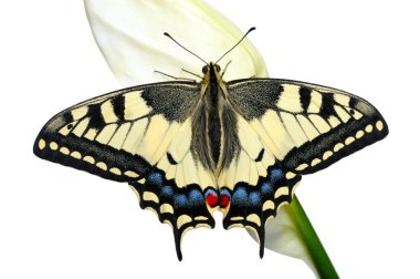 Swallowtail clipart