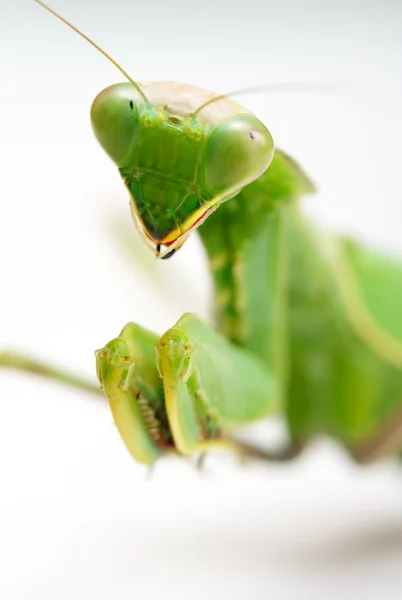 Mantis orante —  Fotos de Stock