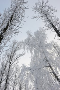 soğuk kış günü, bir in Rime ı ağaçlarıyla