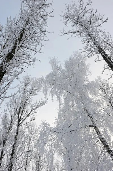 凍るような冬の日 は樹氷と — ストック写真