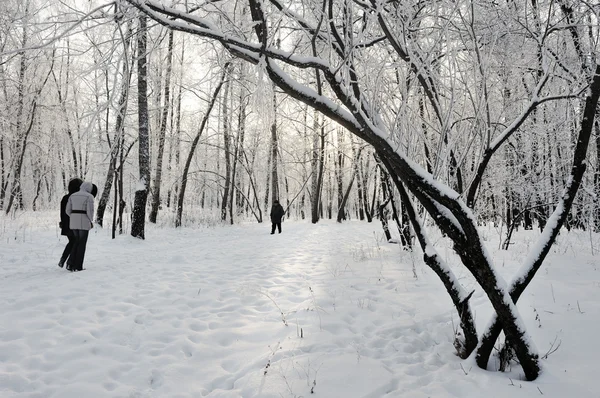 Dia Inverno Gelado Árvores Com Rime — Fotografia de Stock