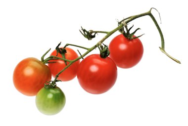 Beyaz bir arka plan üzerinde izole kırmızı tomatto Şubesi