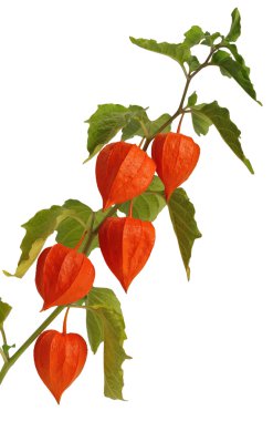Physalis, isolated clipart