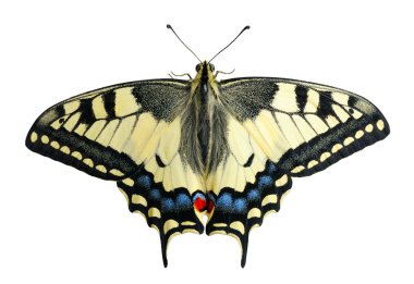 izole kahverengi zemin üzerinde bir çiçek yaprağı üzerinde Swallowtail kelebek.