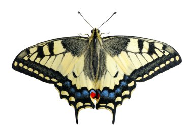 Swallowtail butterfly on a flower leaf, isolated on a brown background. clipart