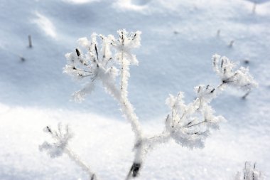 soğuk kış günü, bir in Rime ı ağaçlarıyla