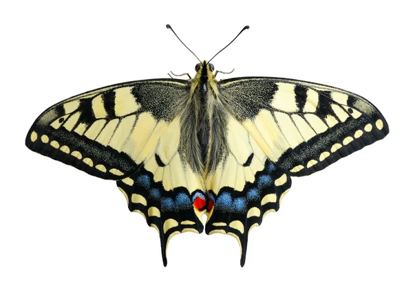 Swallowtail Πεταλούδα Ένα Φύλλο Λουλούδι Απομονωμένη Ένα Καφέ Φόντο — Φωτογραφία Αρχείου