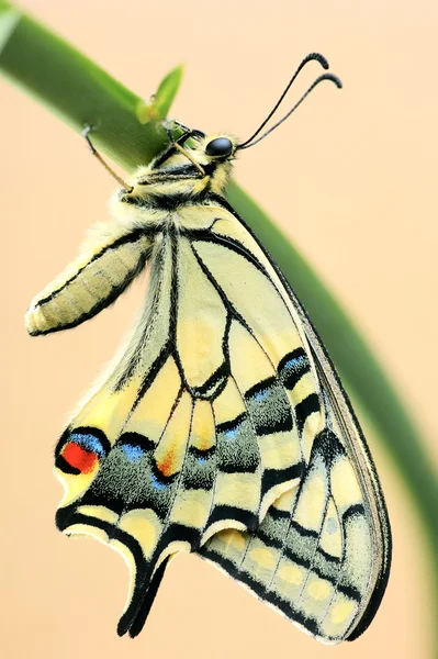 Ластівка Метелик Квітковому Листі Ізольована Коричневому Фоні — стокове фото
