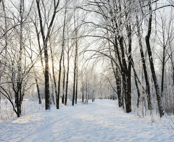 Frostiga Vinterdag Träd Med Rimfrost — Stockfoto