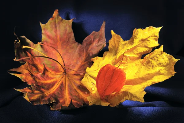 Heldere Herfstbladeren Physalis Liggend Een Blauwe Achtergrond — Stockfoto