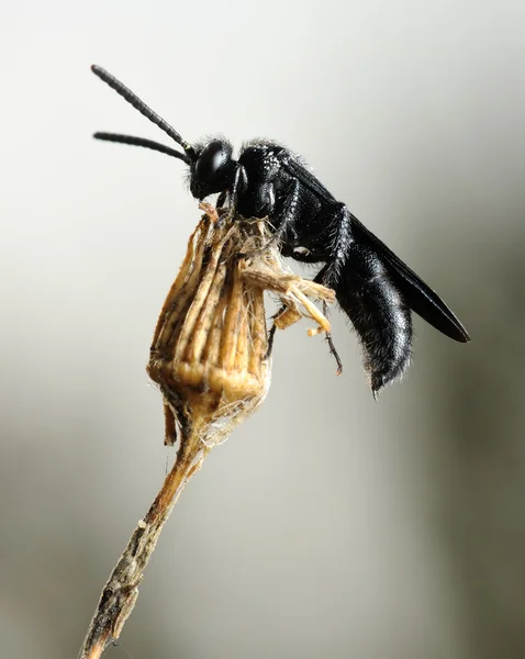 Liten svart bi på torra växten — Stockfoto