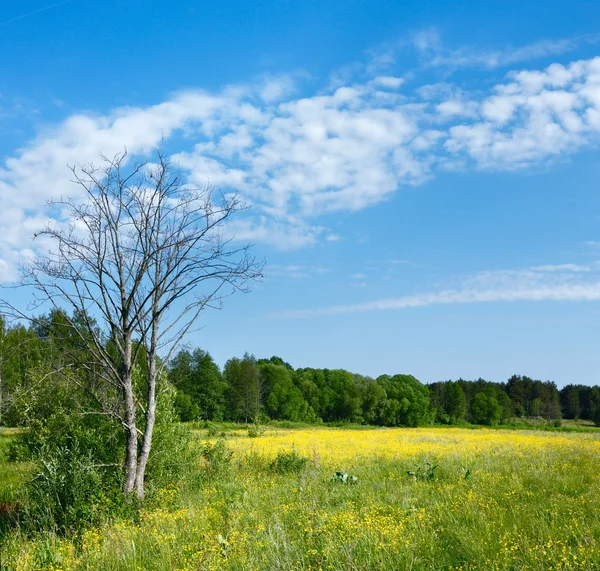 Весенний пейзаж с сухим деревом — стоковое фото