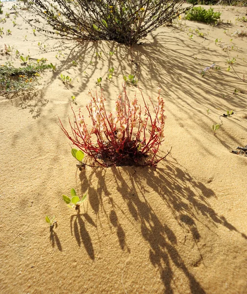 A areia — Fotografia de Stock