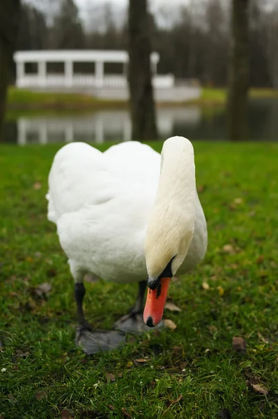 Swans Pond Deserted City Park Autumn — Stock Photo, Image