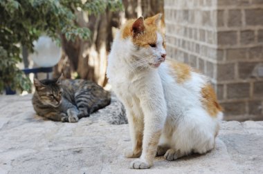 Stray cats in Jerusalem. clipart